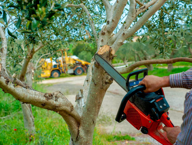 Dead Tree Removal in Osawatomie, KS